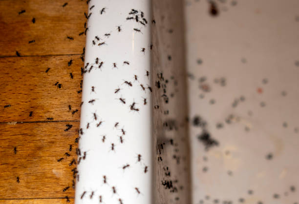 Best Pest Inspection Near Me  in Ranchester, WY