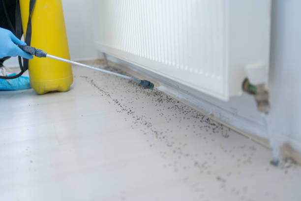 Best Termite Control Services  in Ranchester, WY